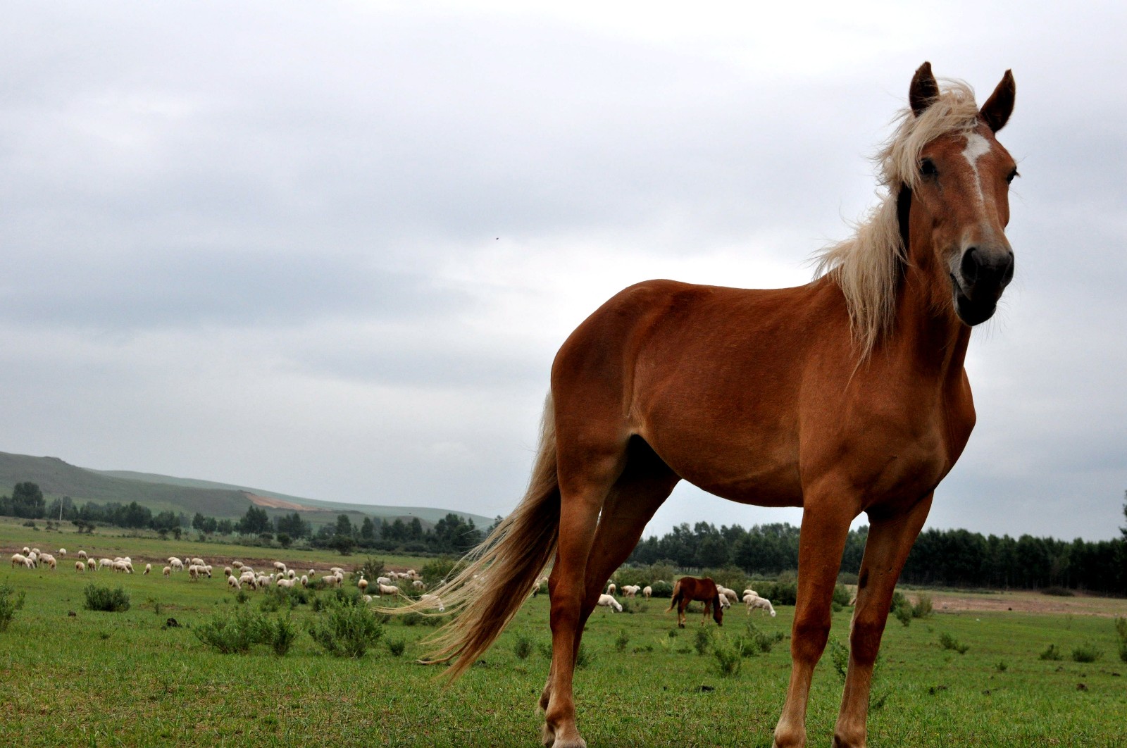坝上草原都有什么品种的马