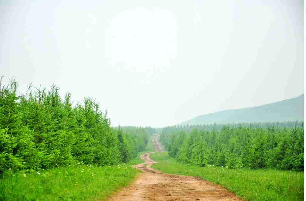 坝上草原摄影地点大白桦林